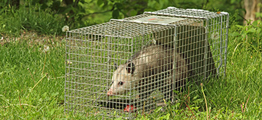 Cat or Possum Trap (Live Capture Cage Trap) - Pest Control – Appletons